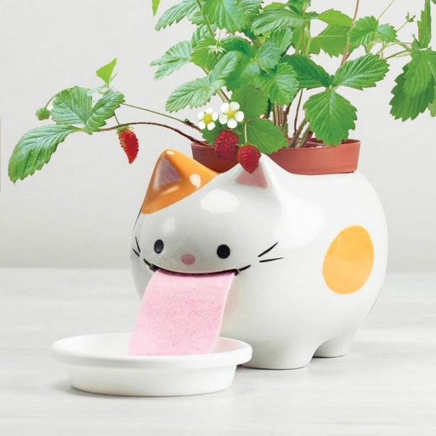 self watering cat planter NOTED - Daddy peropon cat strawberries
