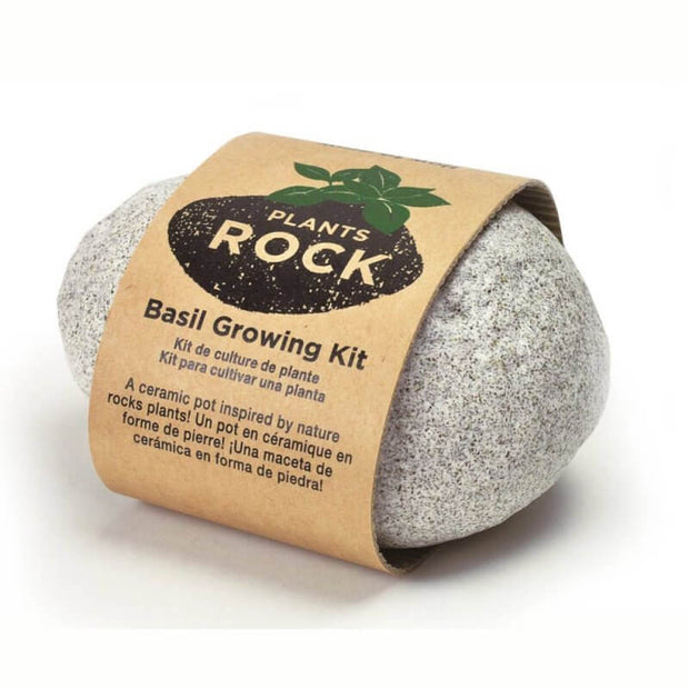 NOTED - Light grey grow your own rock plant