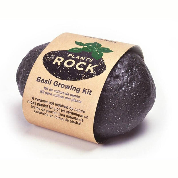 NOTED - Grow your own basil - Rock plant