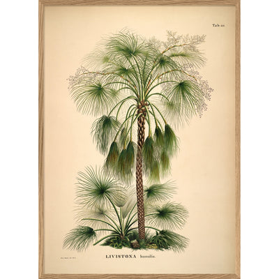 THE DYBDAHL CO - Livistonia Humilis - A1 poster
