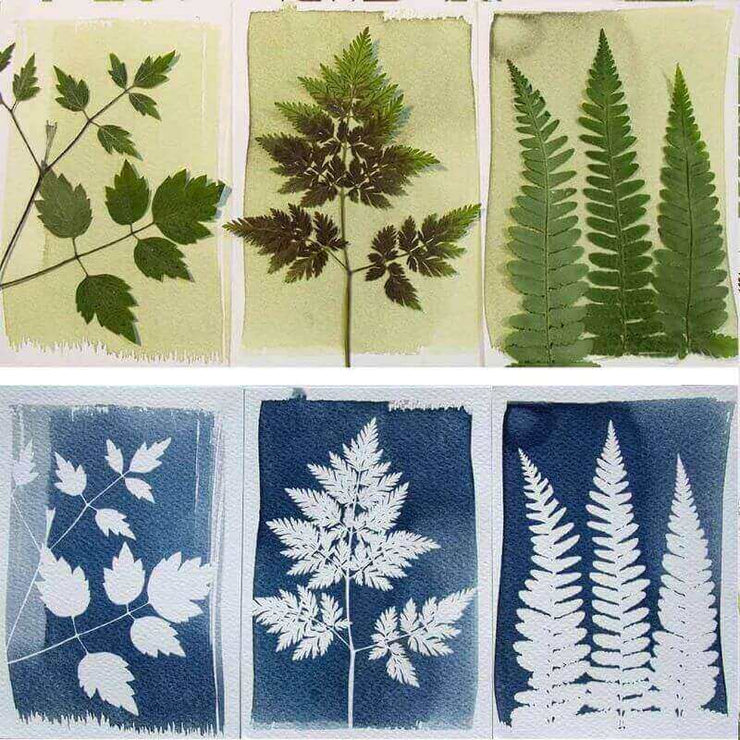 BOTANOPIA - Cyanotype Kit – DIY kit to create your own gorgeous prints