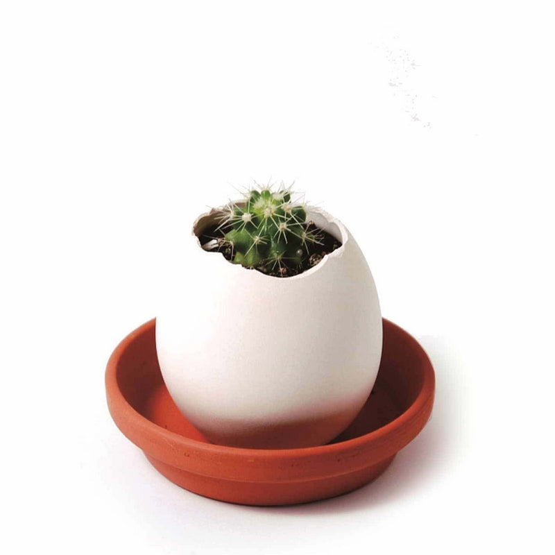 NOTED - Eggling Grow your own Cactus - Original gift idea  French Blossom