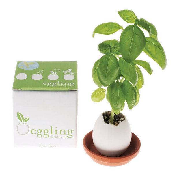 NOTED - Eggling basil scene