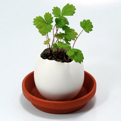 NOTED - Eggling strawberries