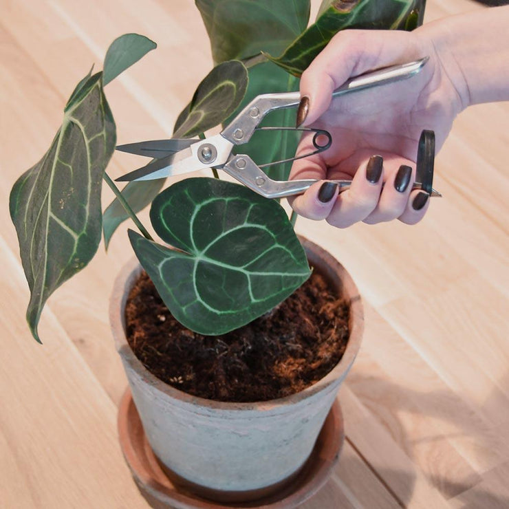 Interior garden shears