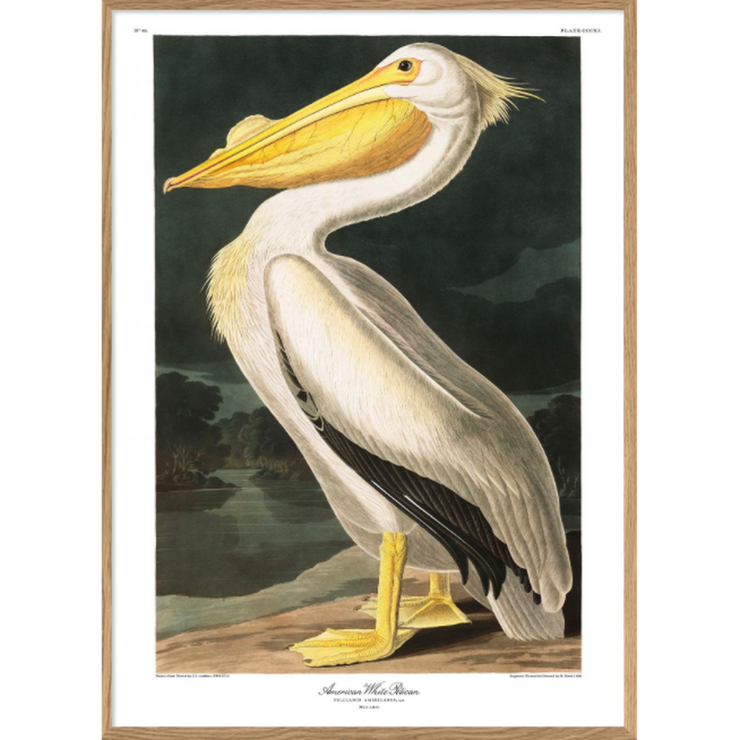 A1 poster - American white pelican
