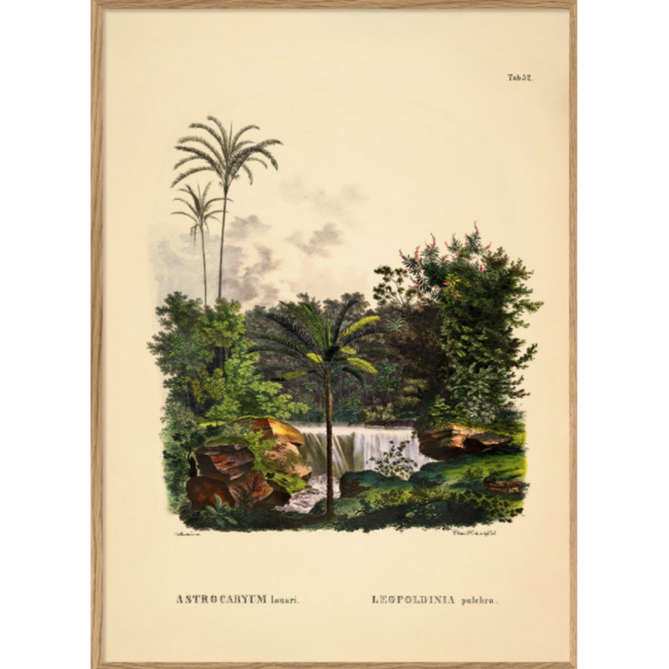 THE DYBDAHL CO. - Astrocaryum wall poster palm trees - Wall French