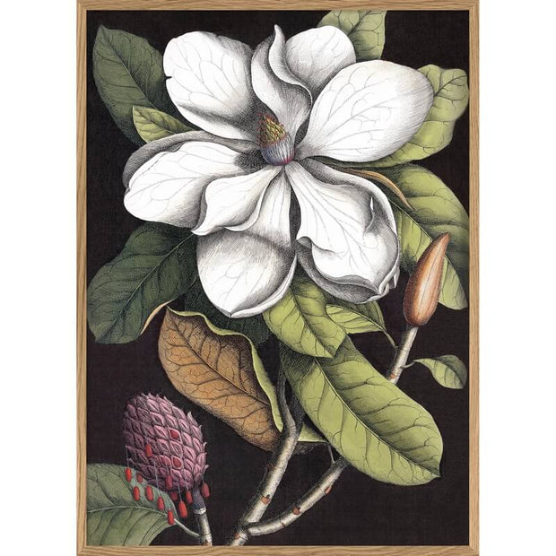 A2 poster - Black Magnolia