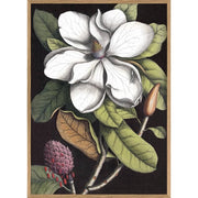 A1 poster - Black Magnolia
