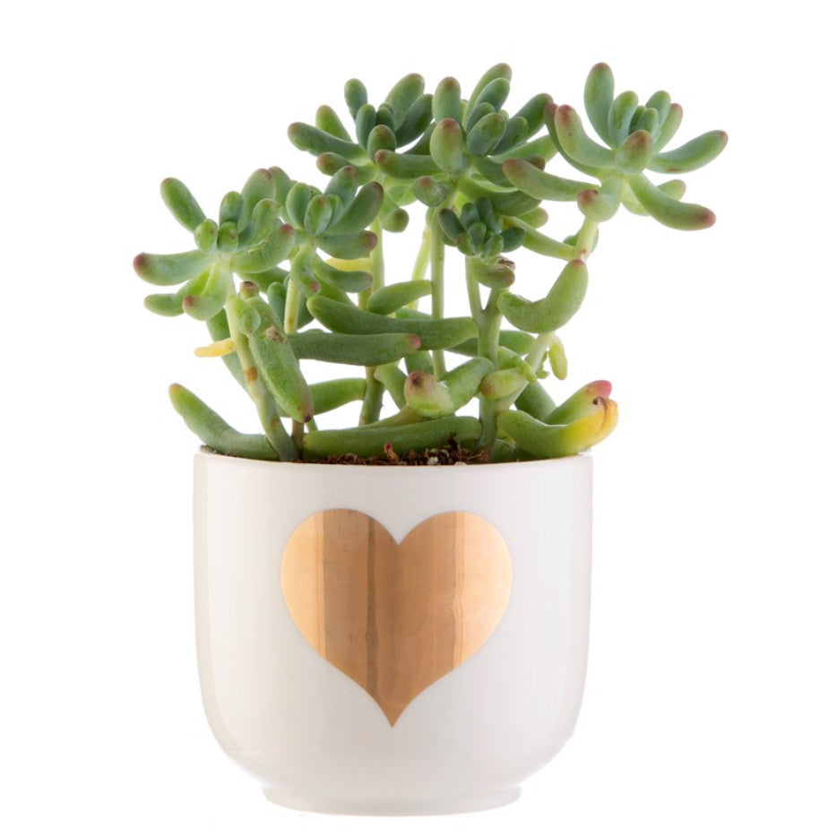 mini gold plant pots Gold heart