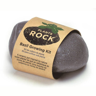 Dark grey rock plant - basil