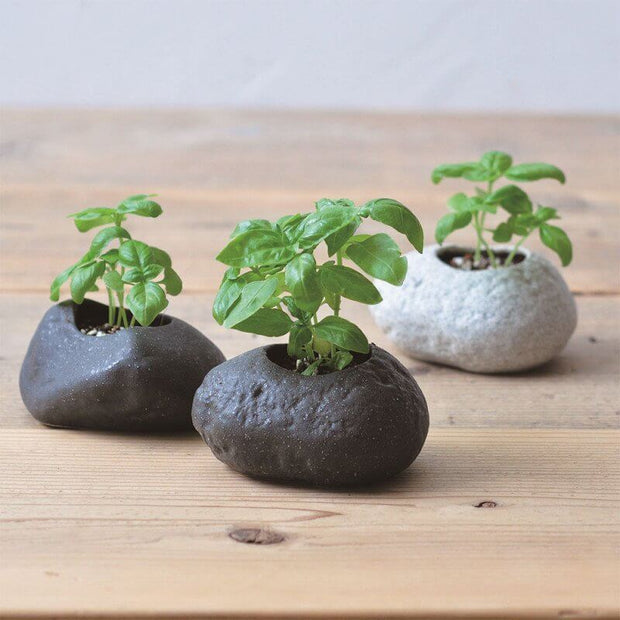 NOTED - Grow your own basil