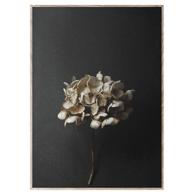 PAPER COLLECTIVE - Still life hydrangea poster