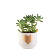 SASS & BELLE - Golden heart flower pot