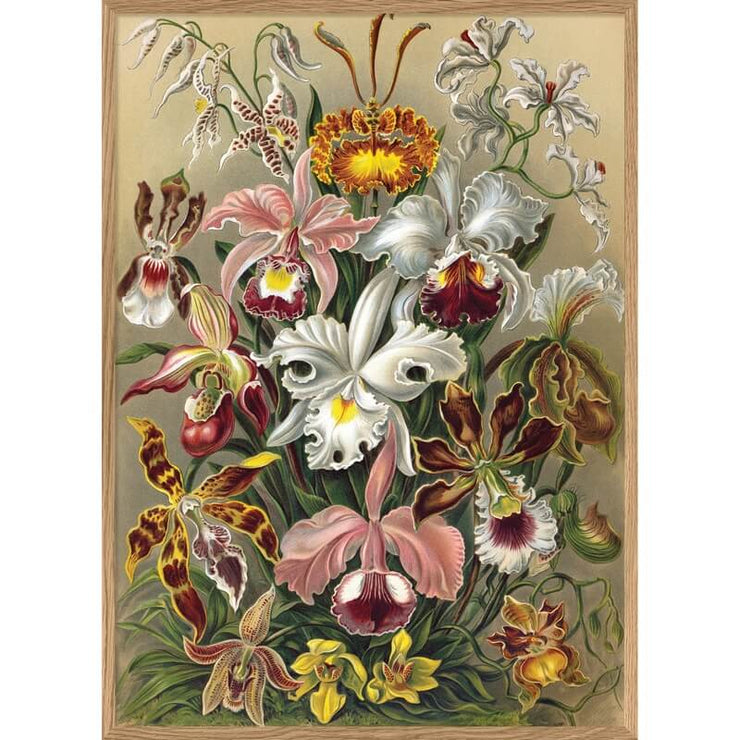 THE DYBDAHL CO. - Cypripedium poster with orchids - Wall decoration – French