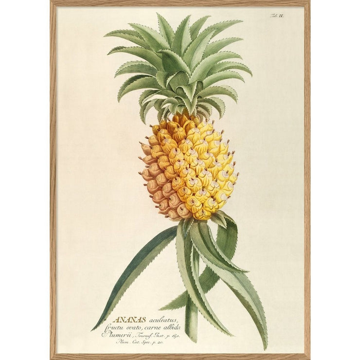 A1 poster - Pineapple