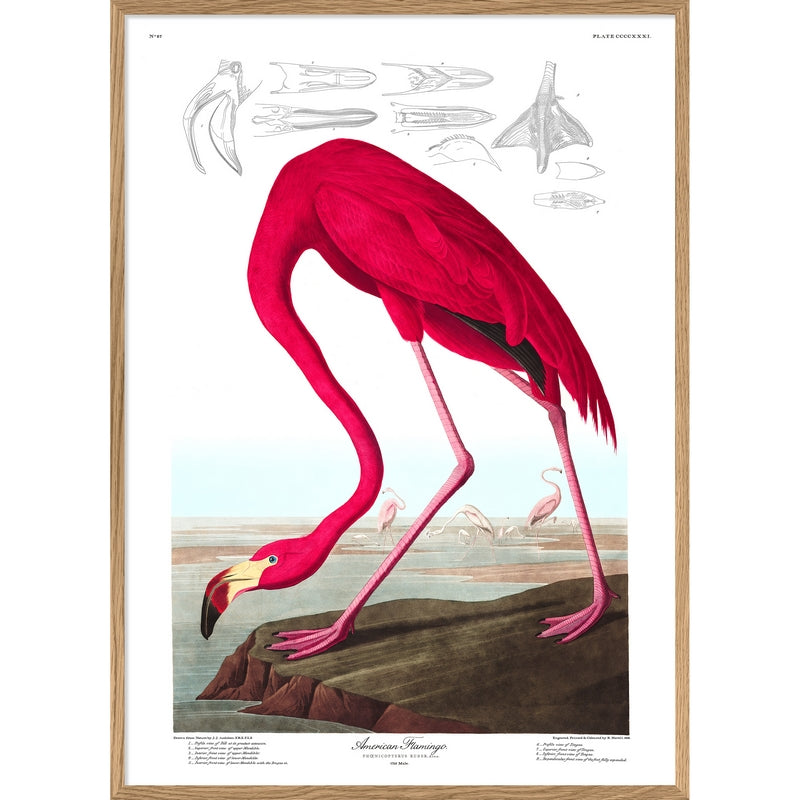 THE DYBDAHL CO. - A1 poster Flamingo - Wall decoration – French