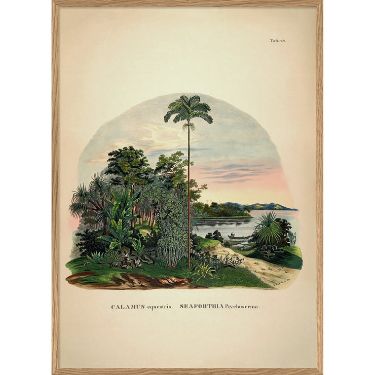 THE DYBDAHL CO - Palm tree poster Calamus - A1