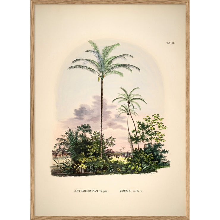 THE DYBDAHL CO - Palm tree poster Astrocaryum - A1
