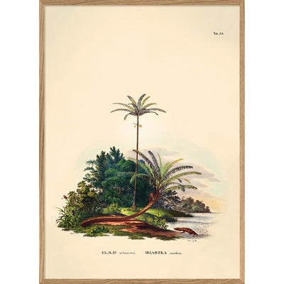 THE DYBDAHL CO - Palm tree poster Elaeis - A2
